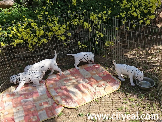 dalmatians puppies