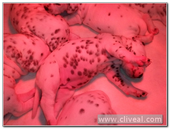 dalmatians puppies