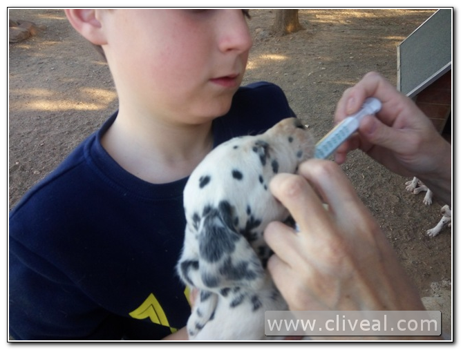 desparasitacion cachorro dalmata