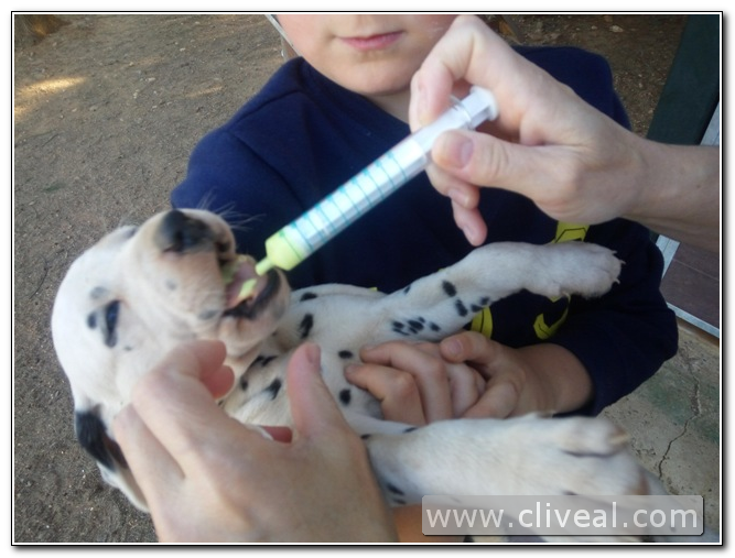 desparasitacion cachorro dalmata