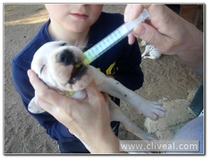 desparasitacion cachorro dalmata
