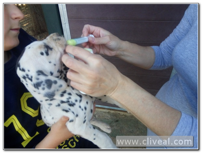 desparasitacion cachorro dalmata