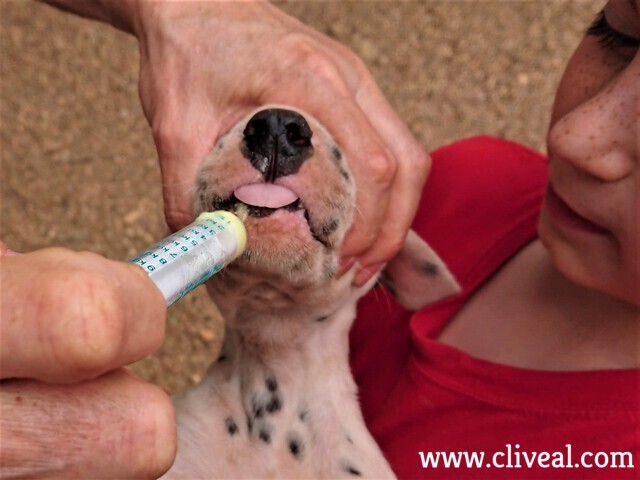 desparasitación cachorro dálmata