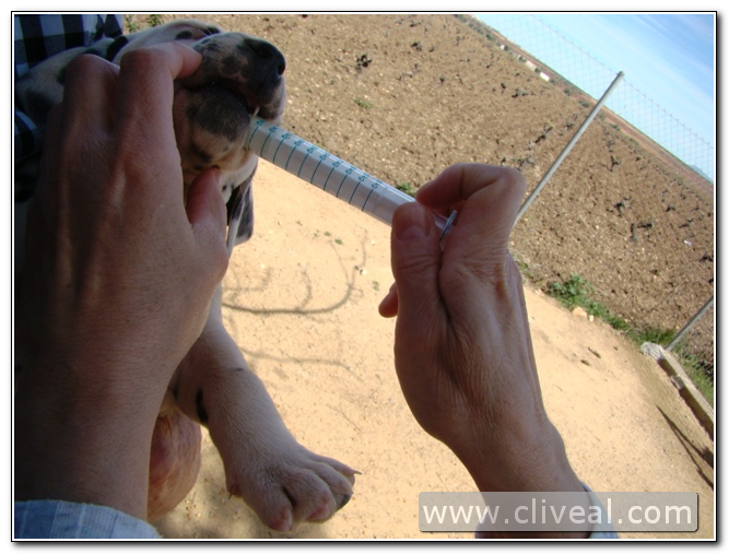 desparasitación cachorro dálmata
