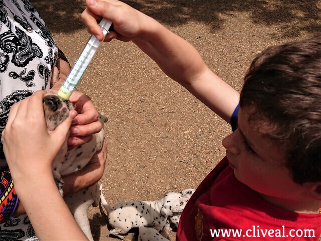 desparasitación cachorro