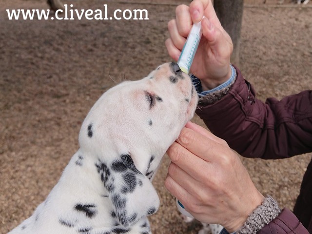 desparasitación del cachorro