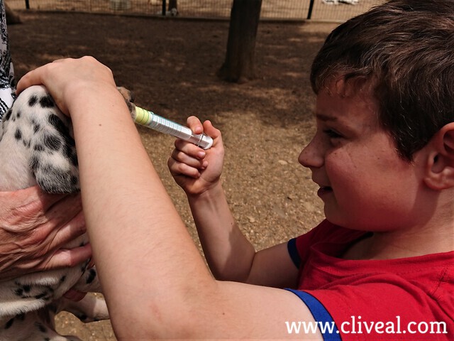 desparasitación perro
