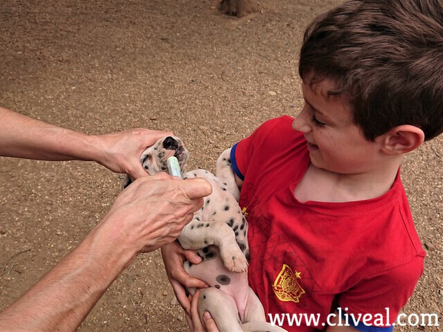 desparasitación perro dálmata