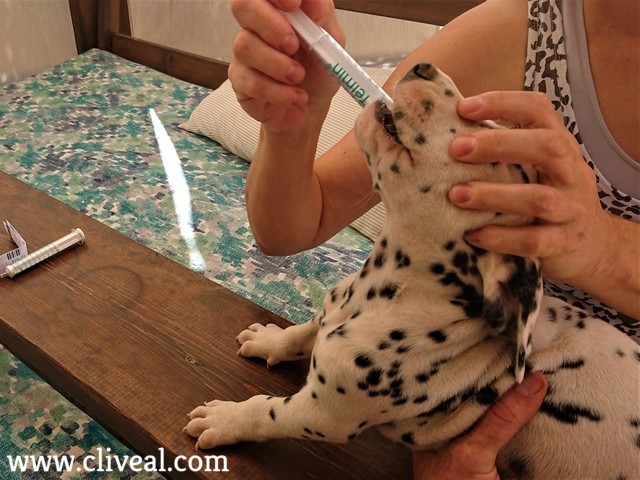 desparasitación perro