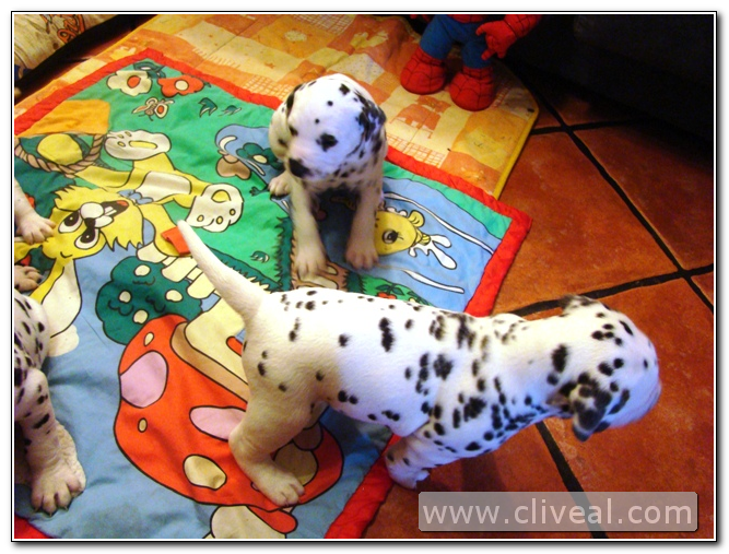 dos cachorros dálmatas