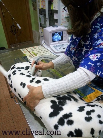 ecografia dalmata del criadero Cliveal