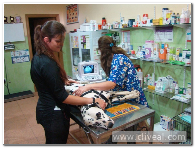 ecografia dalmata para confirmar gestación