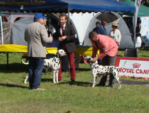 eleccion_dalmata_tiberius_de_cliveal_mejor_de_raza