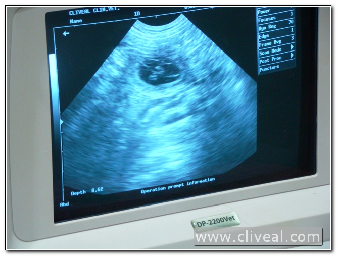 ecografia de un embrión de dálmata