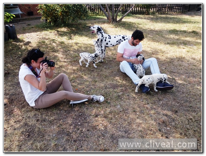 familia de sevilla con dalmatas