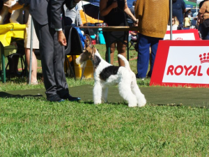fox_terrier_posando
