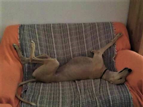 galgo en sofa