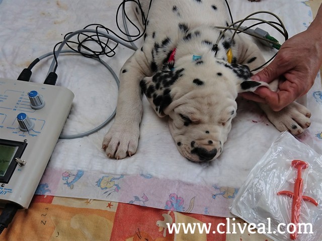 hearing test dalmatian puppy