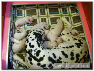 hembra dalmata con su camada