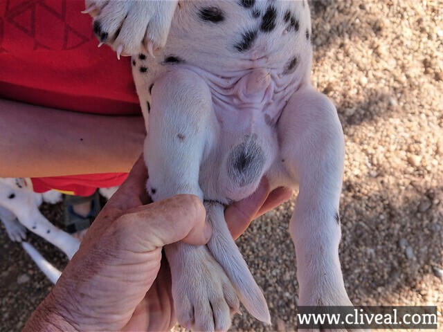 hernia inguinal cachorro