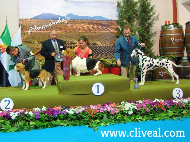 la mejor dalmata en la exposicion canina