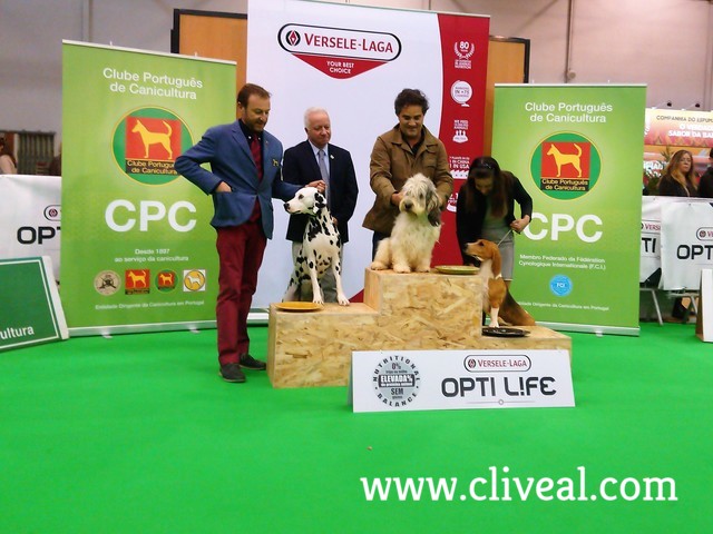 lo mejor de los dalmata 1