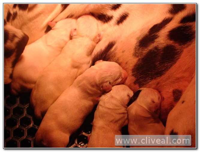 los cachorros de dalmata nacen blancos