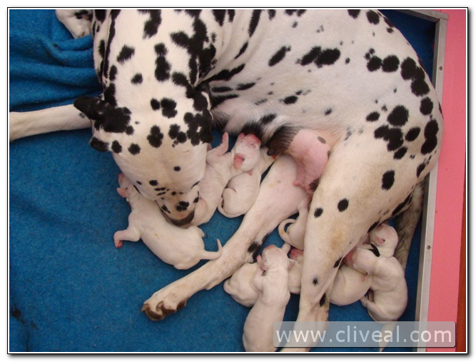 madre con camada de dálmatas de un dia de vida del criadero cliveal