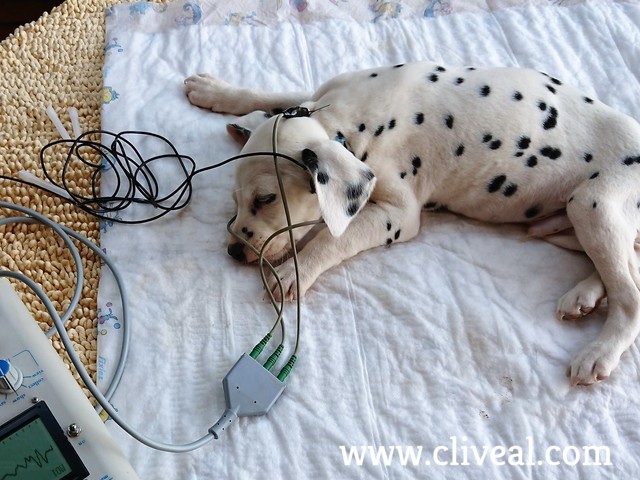 medicion audicion cachorro