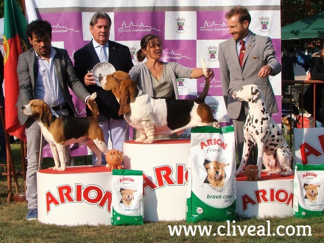 mejores perros del grupo 6