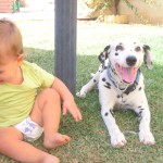 mi-dalmata-yago-5