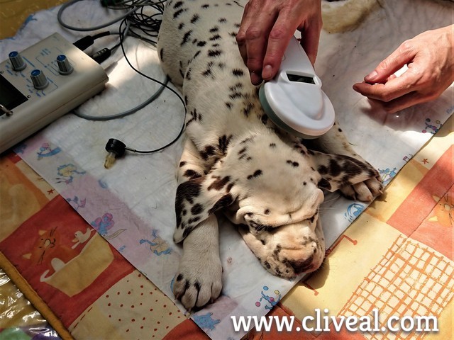 microchip cachorro