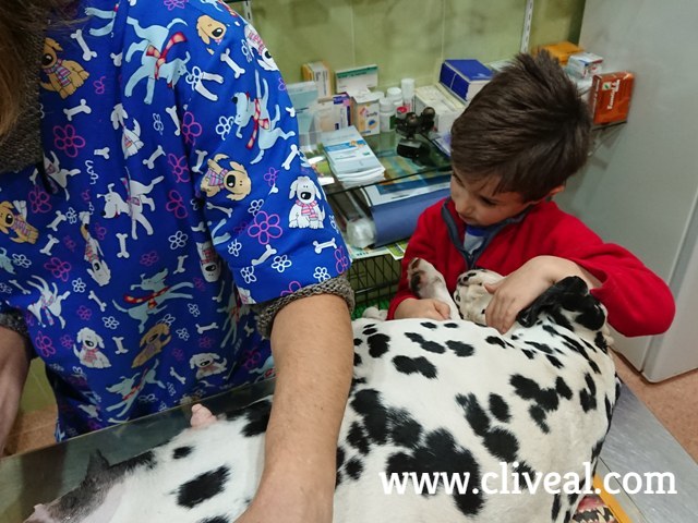 niño en el veterinario con su dálmata