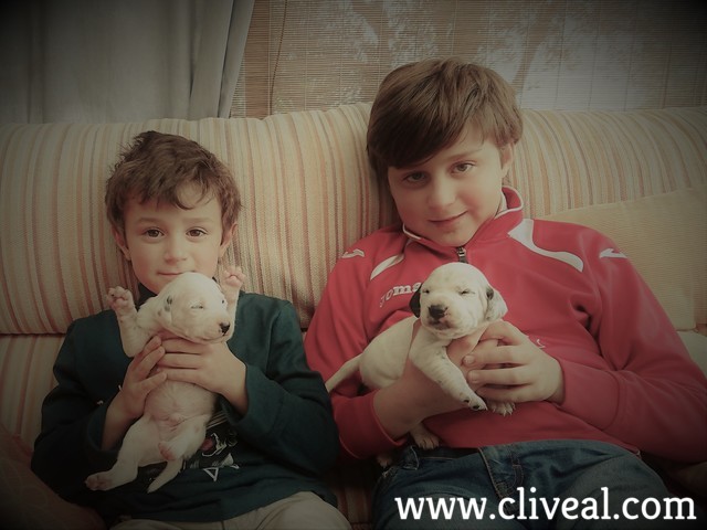 niños con cachorros dálmata