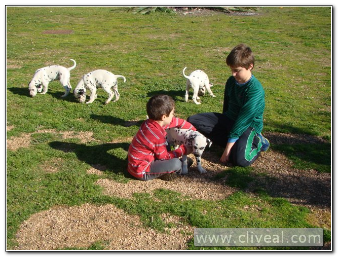 niños con cachorros dalmatas