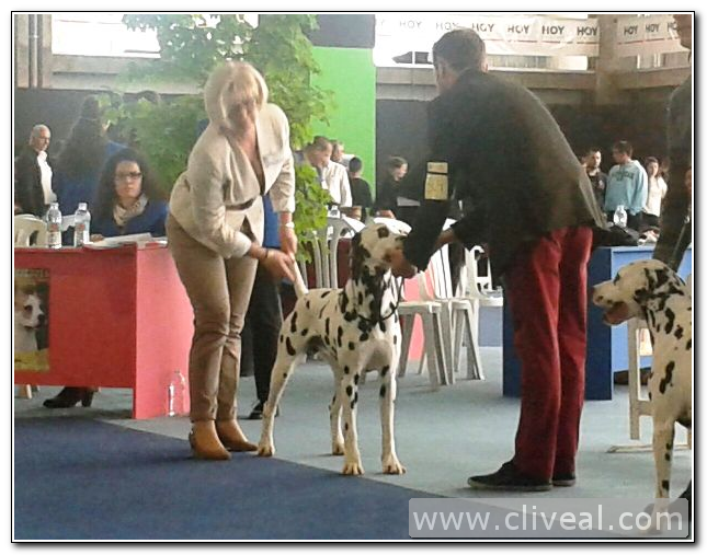 nuestros dálmatas en Badajoz expo canina 