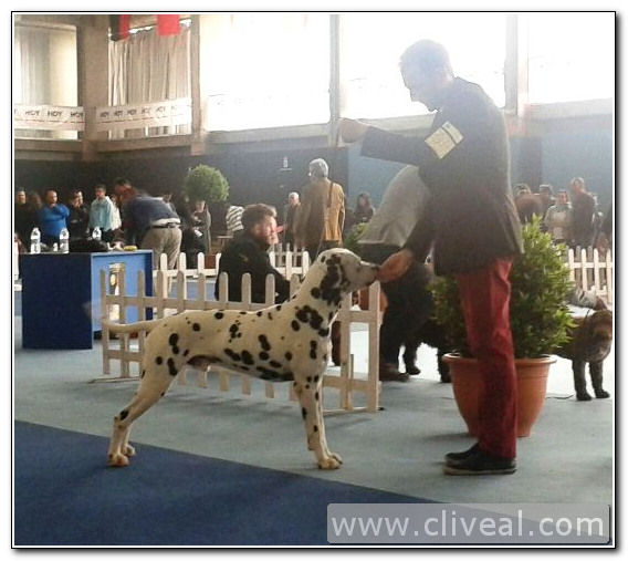 nuestros dálmatas en badajoz, ring 5