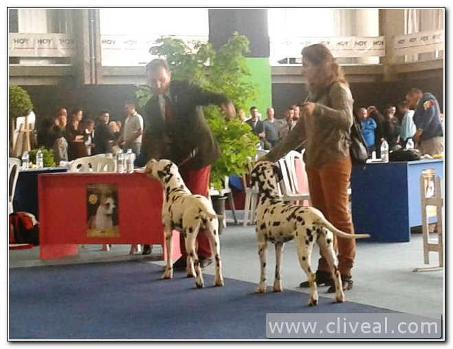 nuestros dálmatas en Badajoz Tiber y Penny