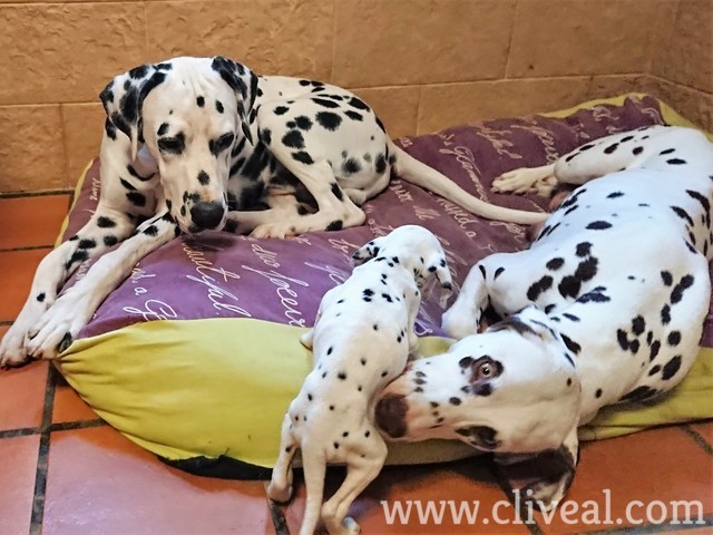 papas cuidando su cachorro