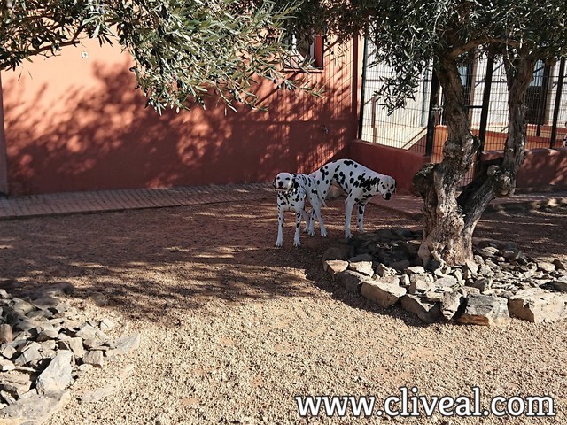 pareja dalmata
