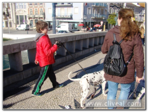 paseando con dalmatas por aveiro