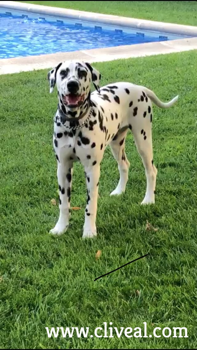 perro dalmata madrid