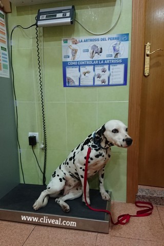perro pesandose