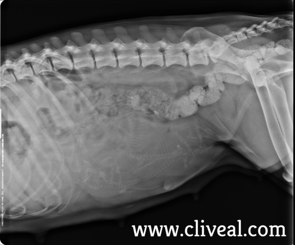 placa gestacion dalmata