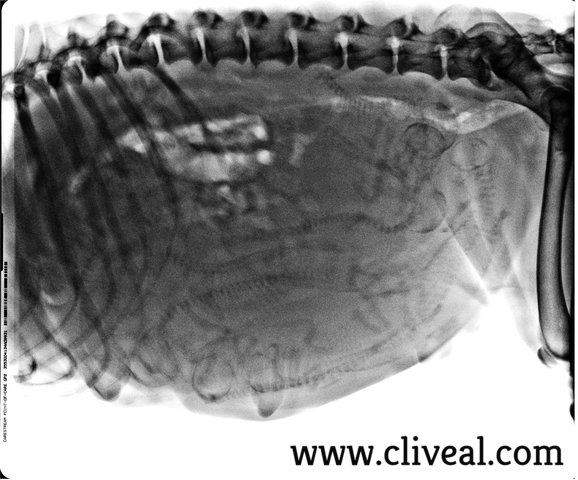 placa rx gestacion dalmata del cliadero cliveal