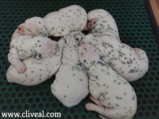 primera camada cliveal en 2019