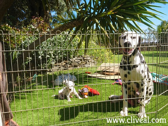 primera camada de palmyra de cliveal 