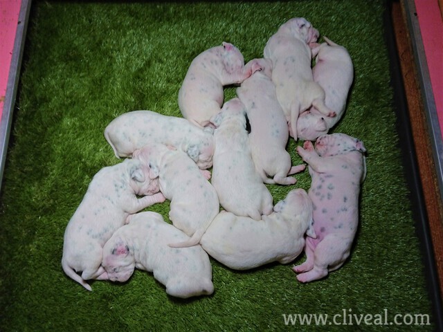 primera camada de palmyra de cliveal