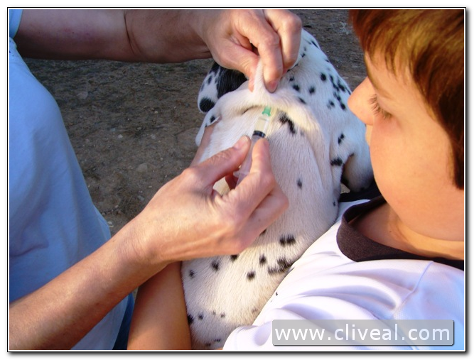primera vacunación cachorro dálmata