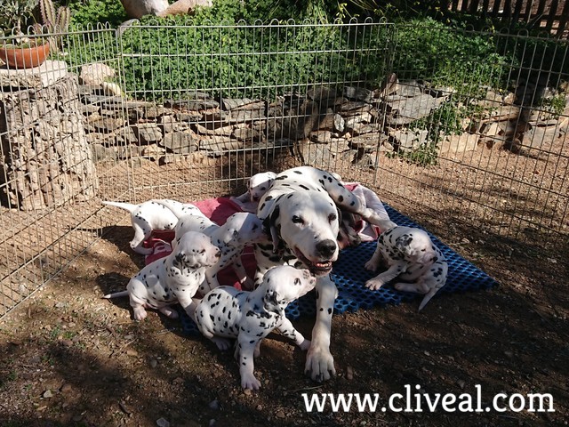 primeros cachorros dálmatas de 2018